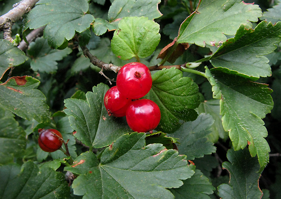 ríbezľa alpínska Ribes alpinum L.