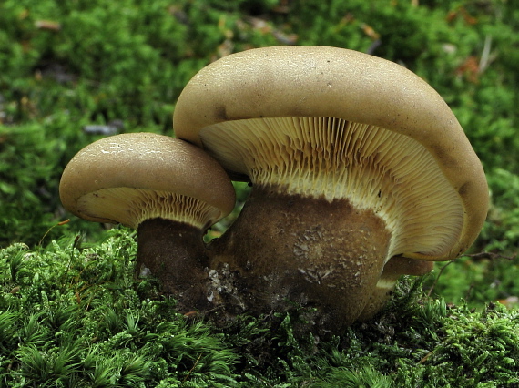 čechračka tmavohlúbiková Tapinella atrotomentosa (Batsch) Šutara