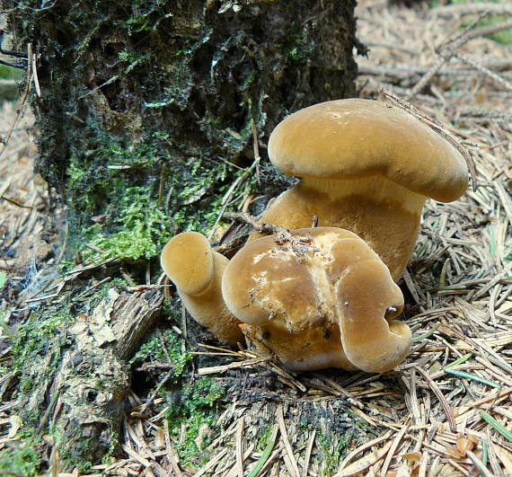 čechračka tmavohlúbiková Tapinella atrotomentosa (Batsch) Šutara