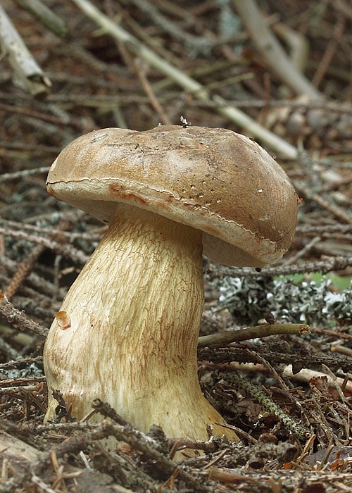 podhríb žlčový Tylopilus felleus (Bull.) P. Karst.