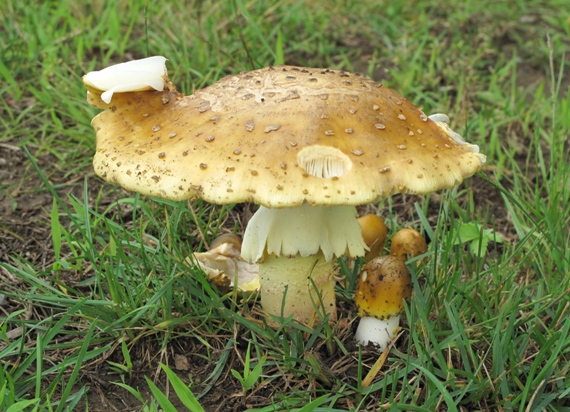 muchotrávka Amanita sp.