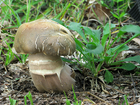 hríb bronzový Boletus aereus Bull. ex Fr.