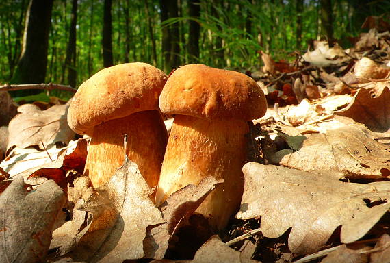 hríb bronzový Boletus aereus Bull. ex Fr.