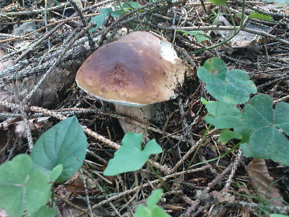 hríb smrekový Boletus edulis Bull.