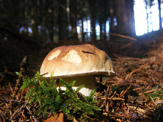 hríb smrekový Boletus edulis Bull.