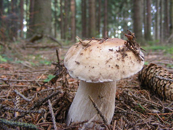 hríb smrekový Boletus edulis Bull.