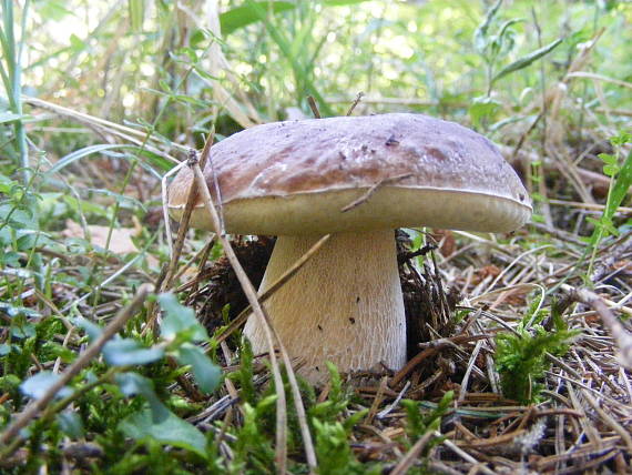 hríb smrekový Boletus edulis Bull.