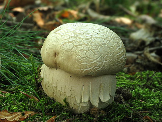 hríb dubový Boletus reticulatus Schaeff.