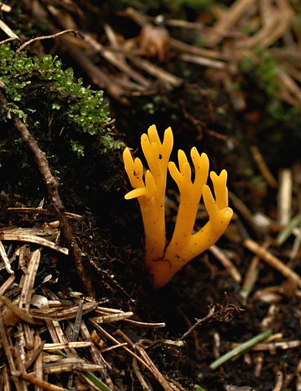 parôžkovec lepkavý Calocera viscosa (Pers.) Fr.