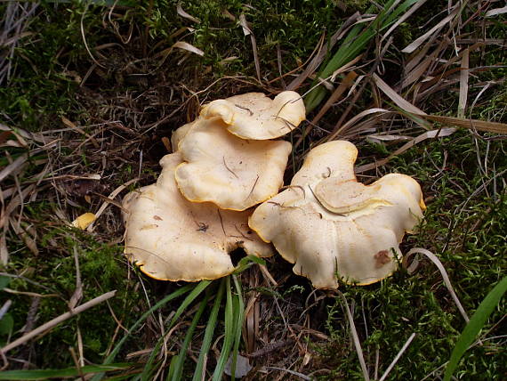 kuriatko jedlé Cantharellus cibarius Fr.