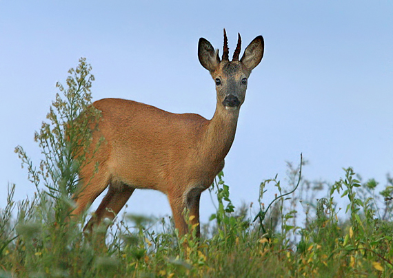 srnec hôrny Capreolus capreolus