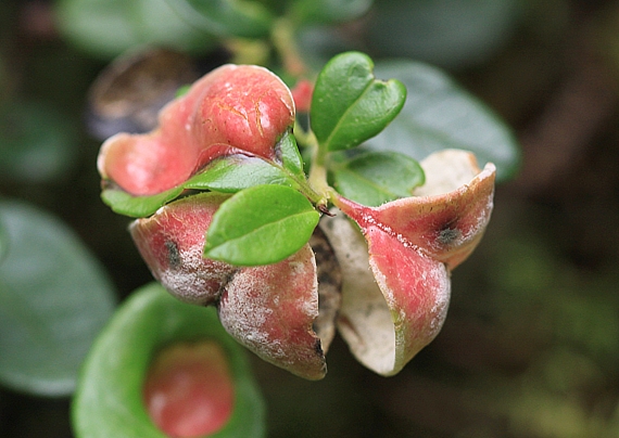 nahorúchovec brusnicový Exobasidium vaccinii (Fuckel) Woronin