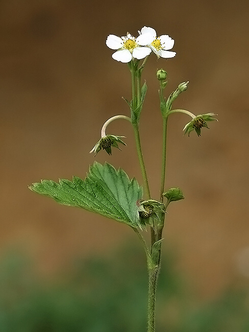 jahoda obyčajná Fragaria vesca L.