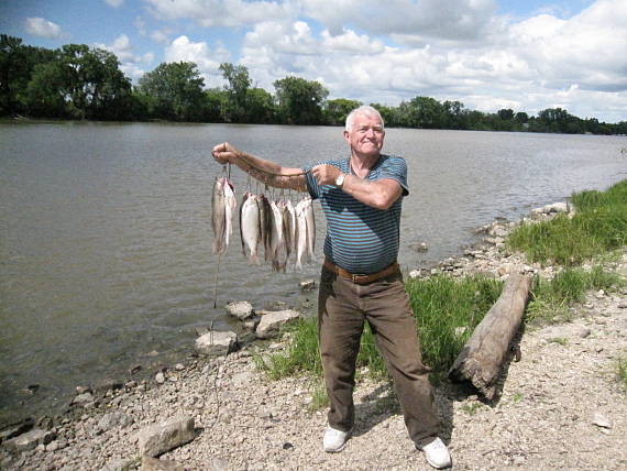 gOLDEYE a SAUGER Hiodon alosoides, Sander canadensis