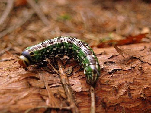 lišaj borovicový Hyloicus pinastri