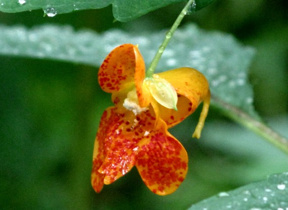 netýkavka nedotklivá Impatiens capensis L.