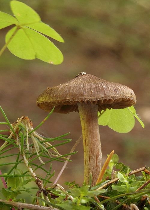 vláknica Inocybe sp.