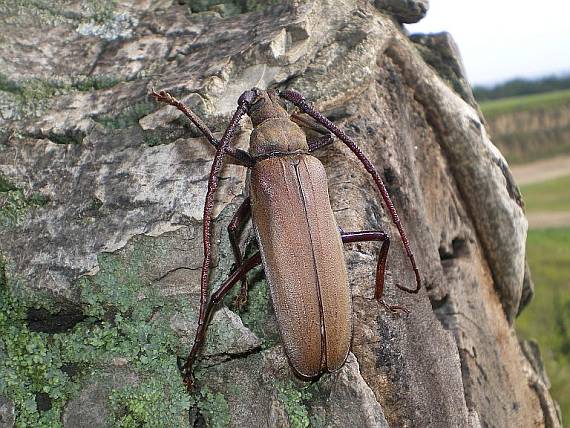 tesařík drsnorohý - Fuzáč drsnotykadlový Megopis (=Aegosoma) scabricornis