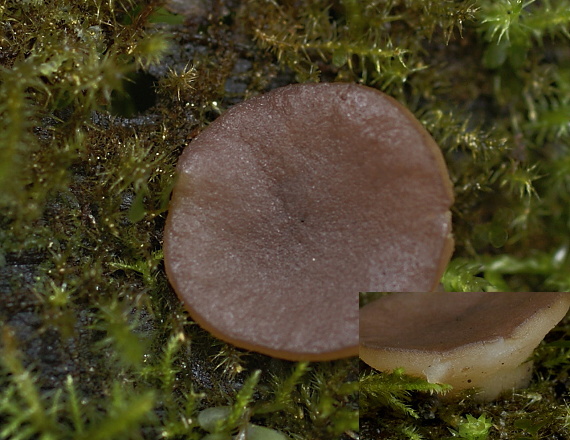 hrubatka Pachyella sp.