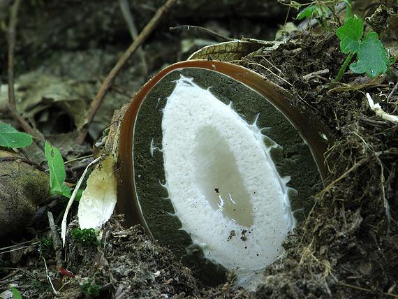 hadovka smradľavá Phallus impudicus L.