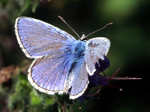 modráčik obyčajný Polyommatus icarus