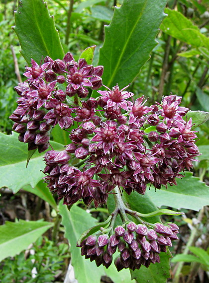 rozchodnica ružová Rhodiola rosea L.