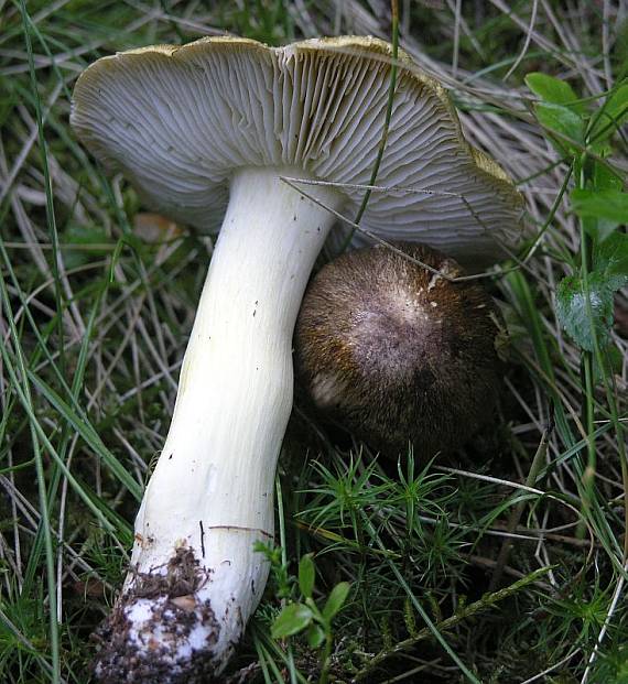 čírovka Tricholoma sp.