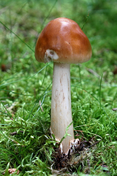 muchotrávka plavohnedá - Muchomůrka plavá Amanita fulva Fr.