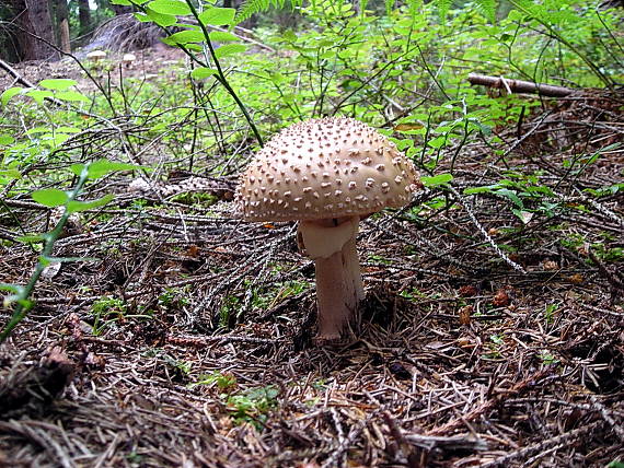 muchotrávka červenkastá Amanita rubescens Pers.