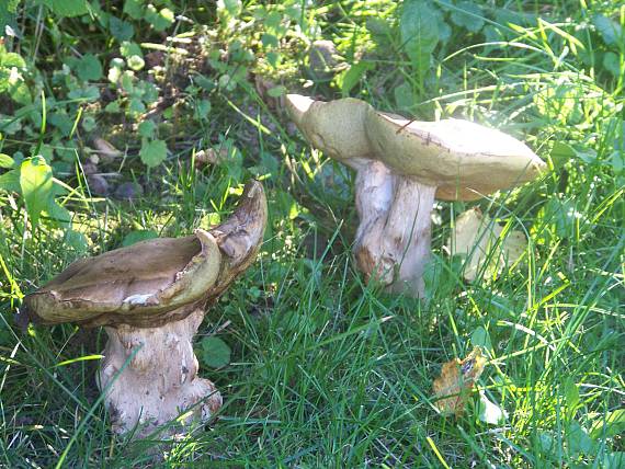 hríb smrekový Boletus edulis Bull.