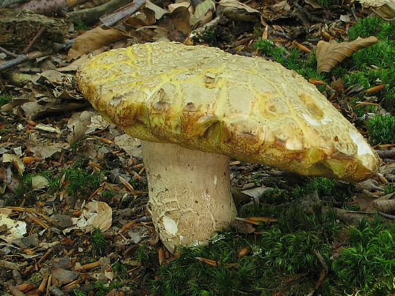 hríb príveskatý Butyriboletus appendiculatus (Schaeff. ex Fr.) Secr.