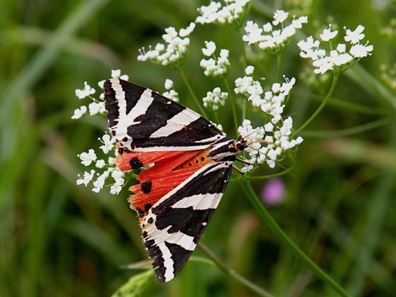 spriadač kostihojový Euplagia quadripunctaria