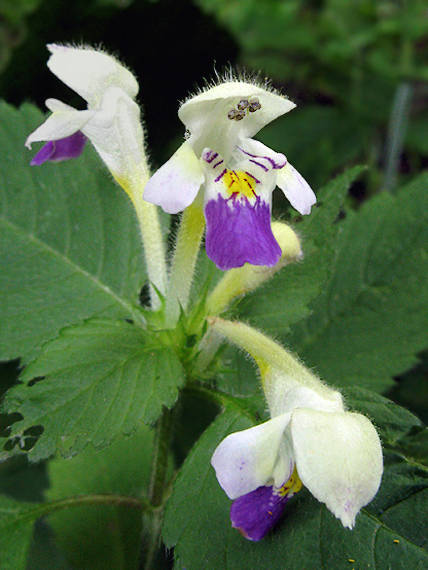 konopnica úhľadná Galeopsis speciosa Mill.