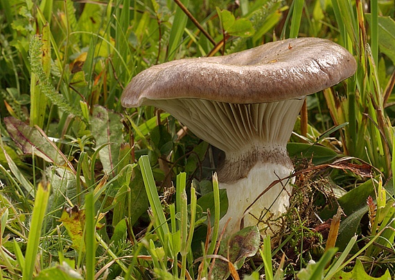 sliziak mazľavý Gomphidius glutinosus (Schaeff.) Fr.