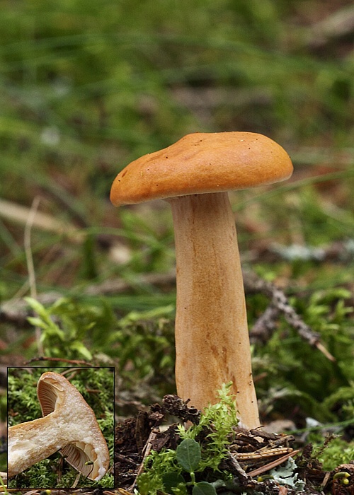 rýdzik pomarančový Lactarius aurantiacus (Pers.) Gray