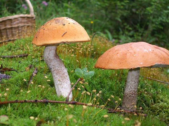 kozák osikový Leccinum albostipitatum den Bakker & Noordel.