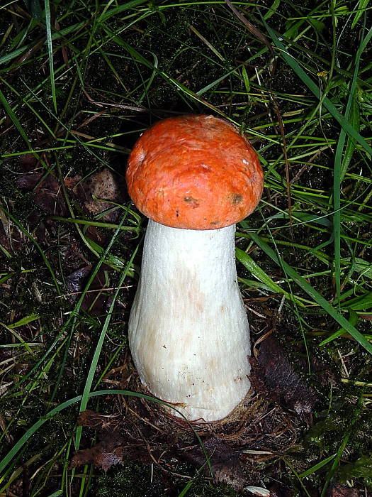 kozák osikový Leccinum albostipitatum den Bakker & Noordel.