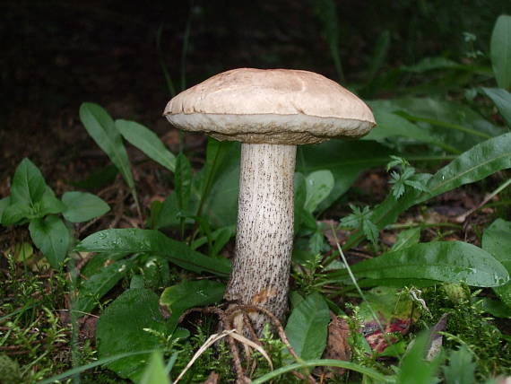 kozák brezový Leccinum scabrum (Bull.) Gray