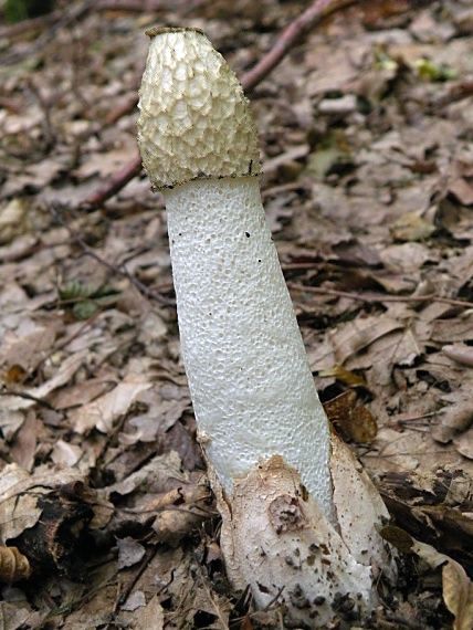 hadovka smradľavá Phallus impudicus L.