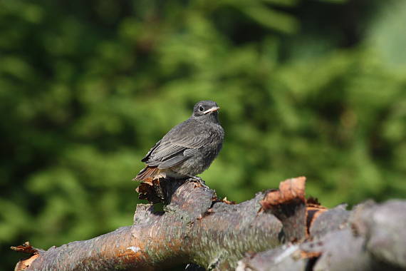 rehek domácí Phoenicurus ochruros