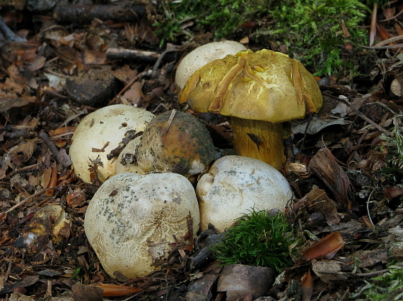 suchohríb cudzopasný Pseudoboletus parasiticus (Bull.) Šutara