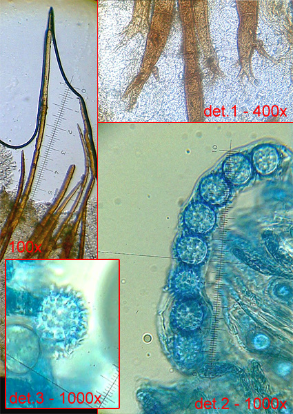 štítovnička šarlátová Scutellinia trechispora (Berk. & Broome) Lambotte