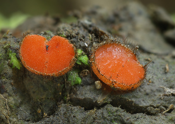 štítovnička šarlátová Scutellinia trechispora (Berk. & Broome) Lambotte