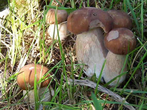 hríb smrekový  Boletus edulis  Bull.