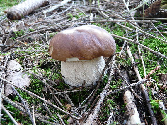 hríb smrekový Boletus edulis Bull.