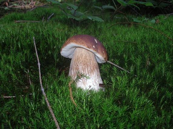 hríb smrekový Boletus edulis Bull.