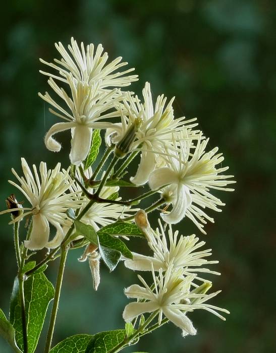 plamienok plotný Clematis vitalba L.