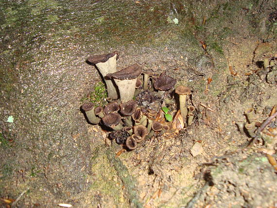 lievik trúbkovitý Craterellus cornucopioides (L.) Pers.