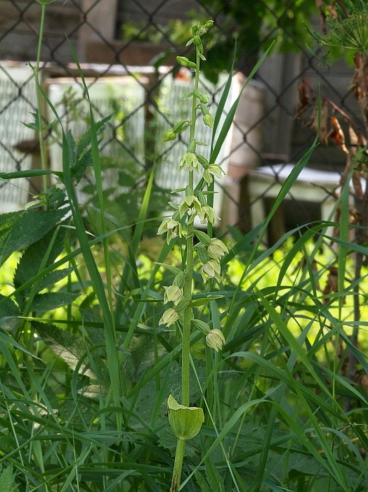 kruštík tallošov Epipactis tallosii Molnár et Robatsch