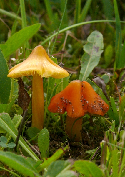 lúčnica hrotitá Hygrocybe acutoconica (Clem.) Singer